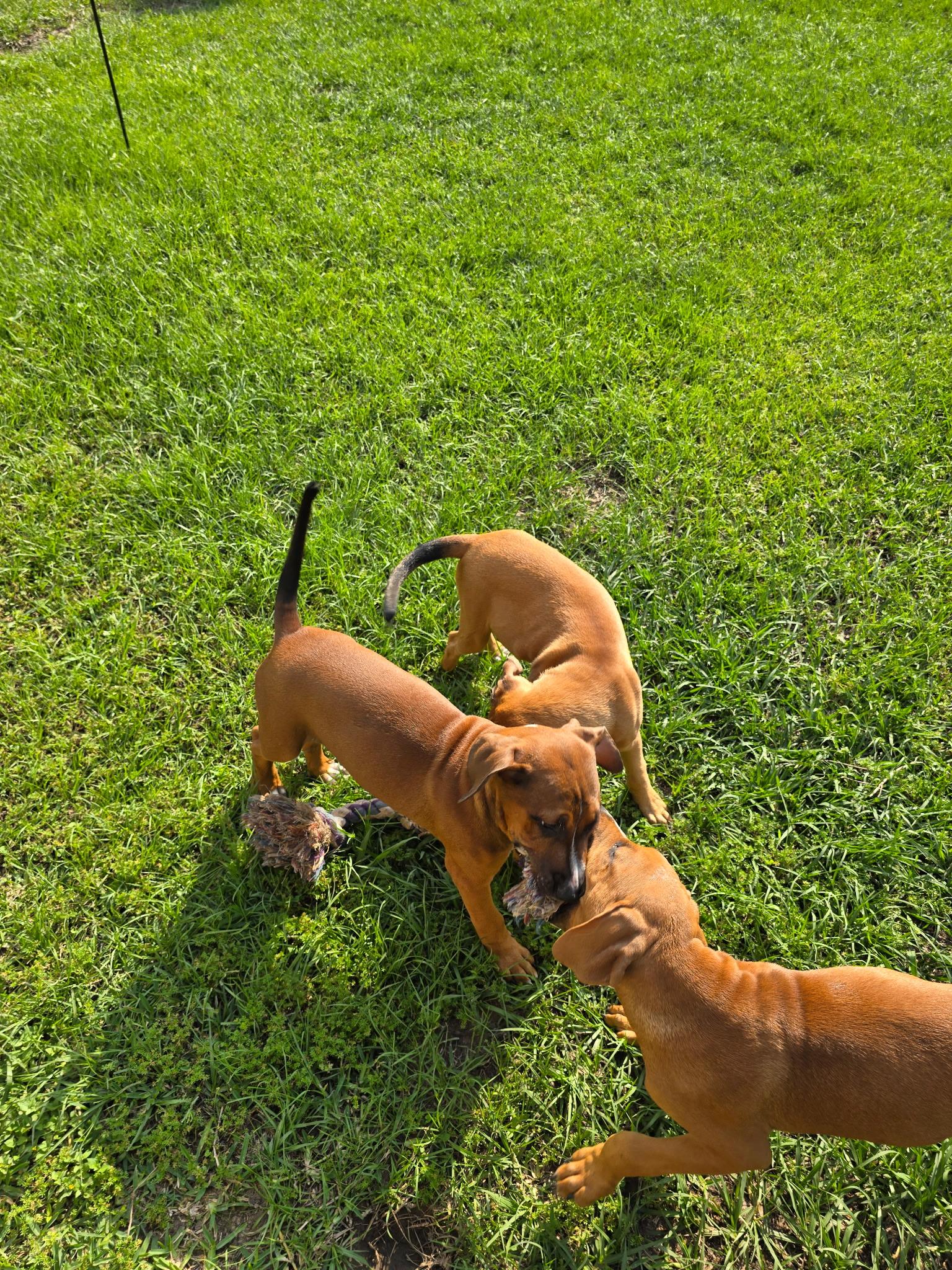Enlarge Peggy, a Adopted mixed breed in Montclair, NJ image 4/4