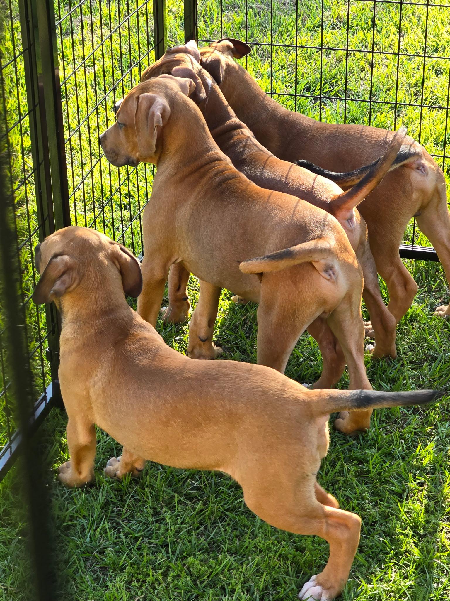 Enlarge Peggy, a Adopted mixed breed in Montclair, NJ image 3/4