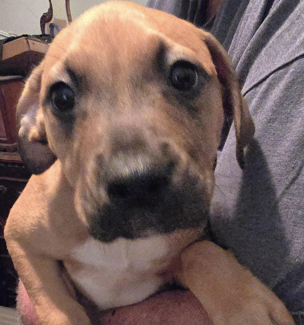 Peggy, Adopted, Puppy Female Boxer & American Staffordshire Terrier.