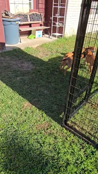 Enlarge Peggy, a Adopted mixed breed in Montclair, NJ video 2/4