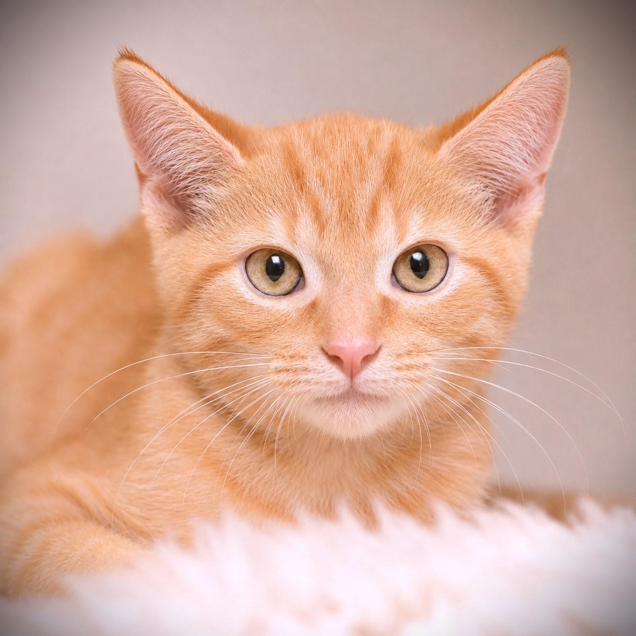 Tommy, adopted, Kitten Male Domestic Short Hair.