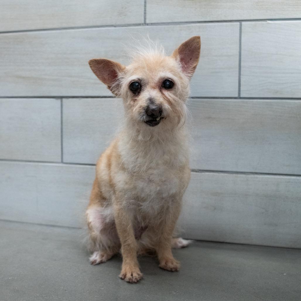 Enlarge Rachel, a Adoptable Terrier in West Jordan, UT image 1/2