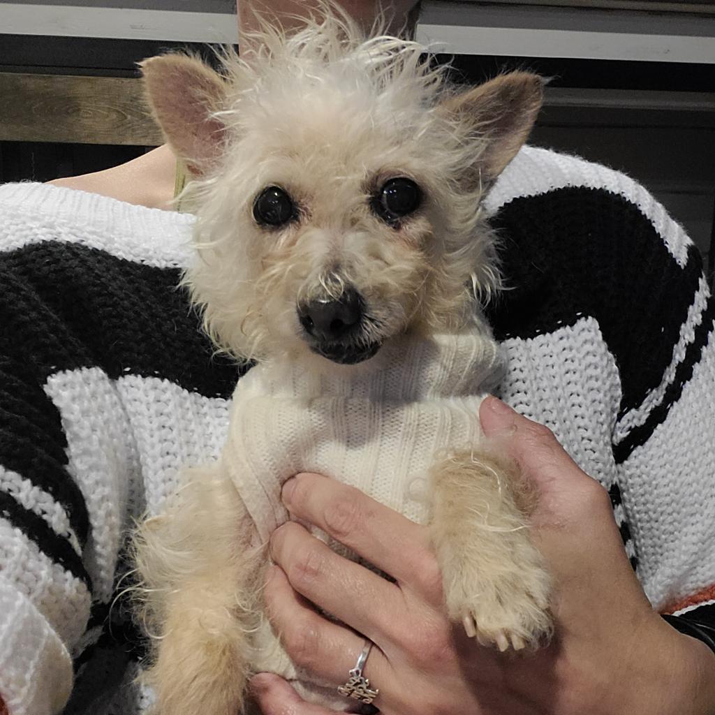 Enlarge Rachel, a Adoptable Terrier in West Jordan, UT image 2/2