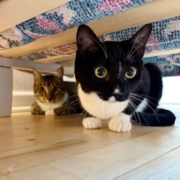 Pixie Perfection — thumbnail 4