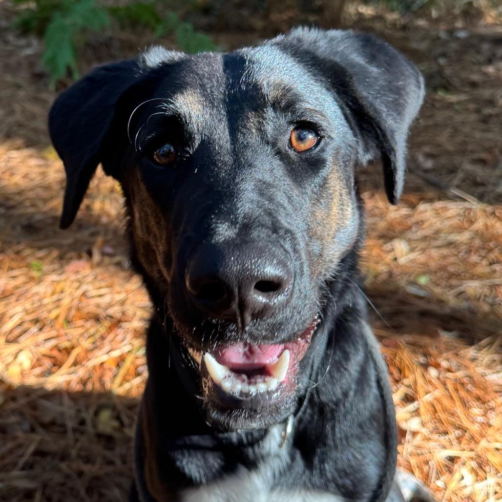 Old Forester, Adoptable, Young Male Mixed Breed.