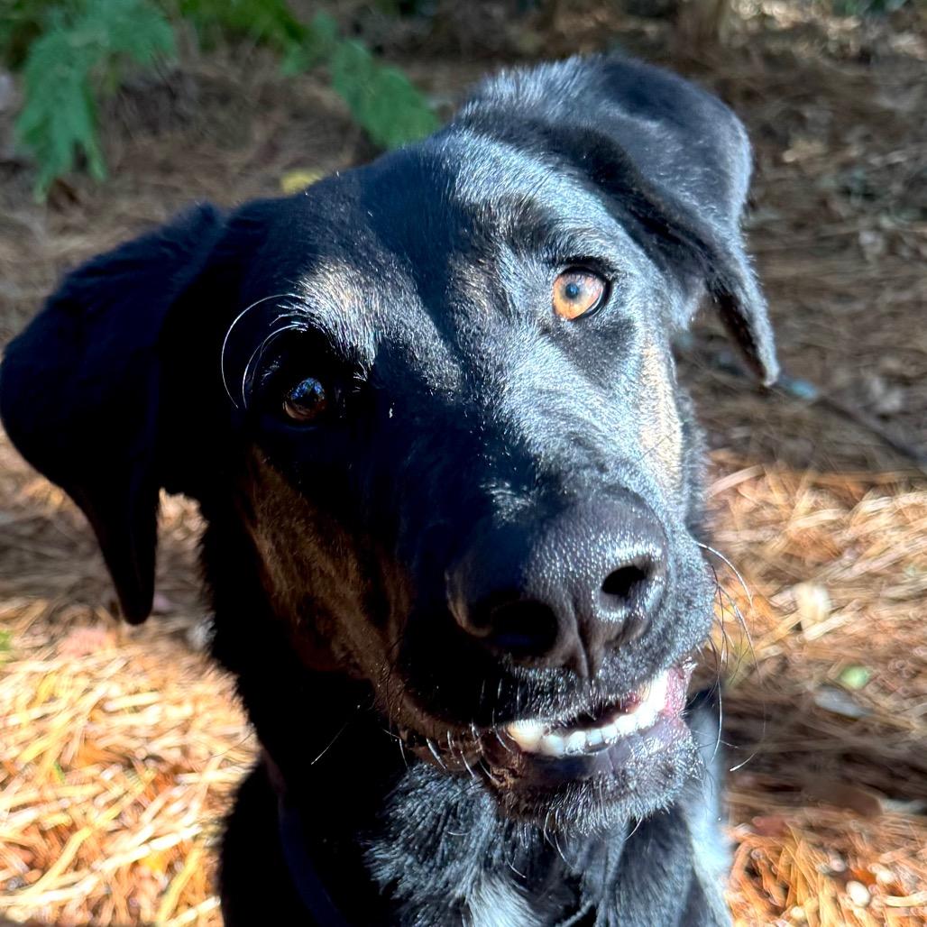 Enlarge Old Forester, a Adoptable Mixed Breed in Decatur, GA image 2/6