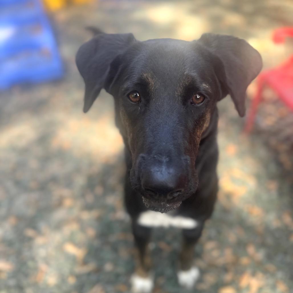 Enlarge Old Forester, a Adoptable Mixed Breed in Decatur, GA image 3/6