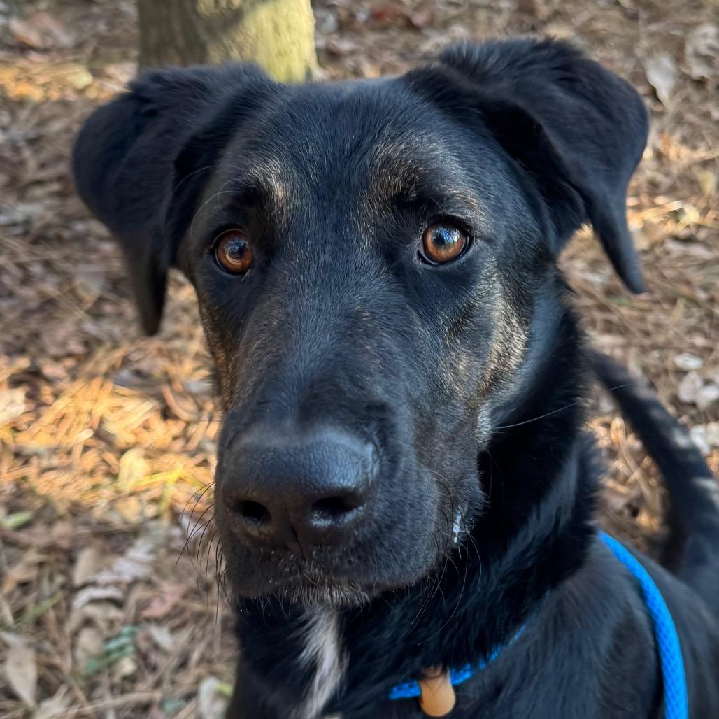 Enlarge Old Forester, a Adoptable Mixed Breed in Decatur, GA image 4/6