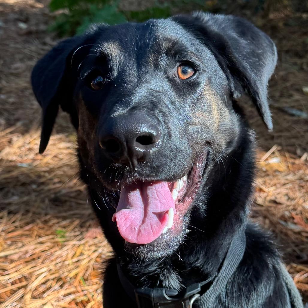 Enlarge Old Forester, a Adoptable Mixed Breed in Decatur, GA image 5/6