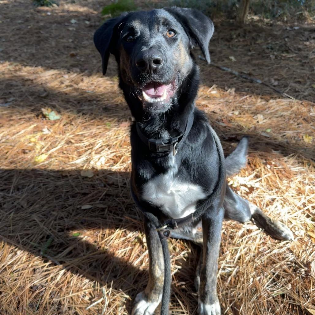 Enlarge Old Forester, a Adoptable Mixed Breed in Decatur, GA image 6/6