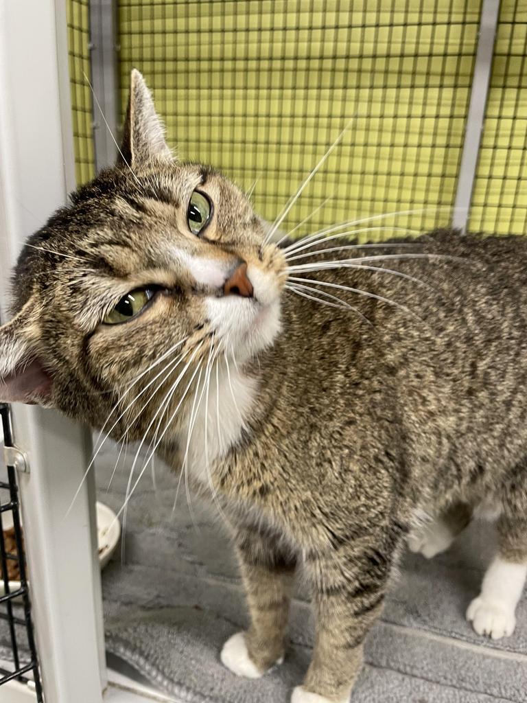 Tansy, Adoptable, Young Female Domestic Short Hair.