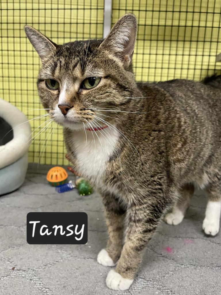 Enlarge Tansy, a Adoptable mixed breed in Maumelle, AR image 2/5