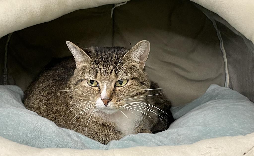 Enlarge Tansy, a Adoptable mixed breed in Maumelle, AR image 3/5