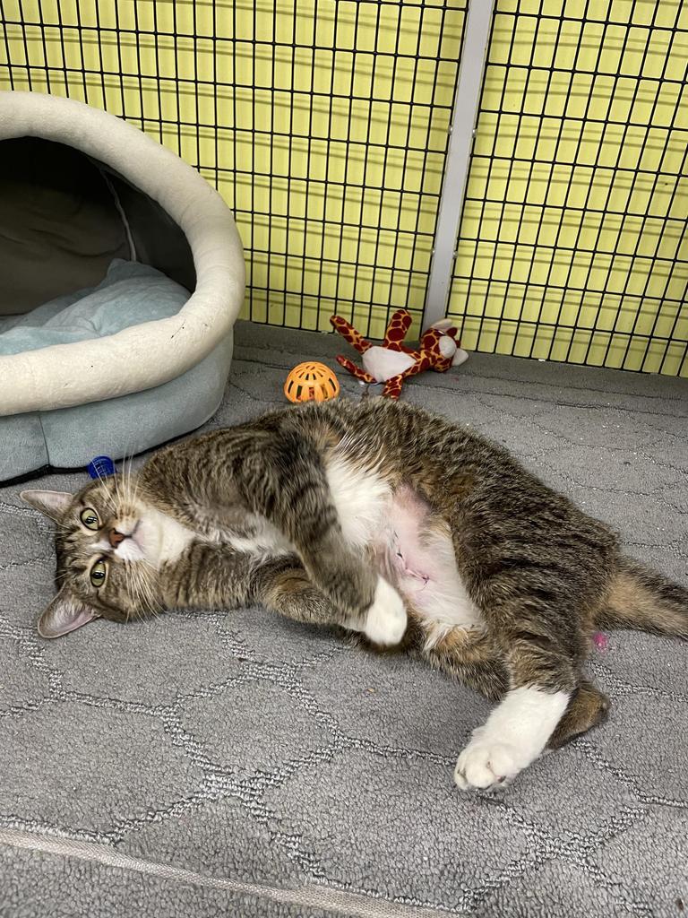 Enlarge Tansy, a Adoptable mixed breed in Maumelle, AR image 4/5