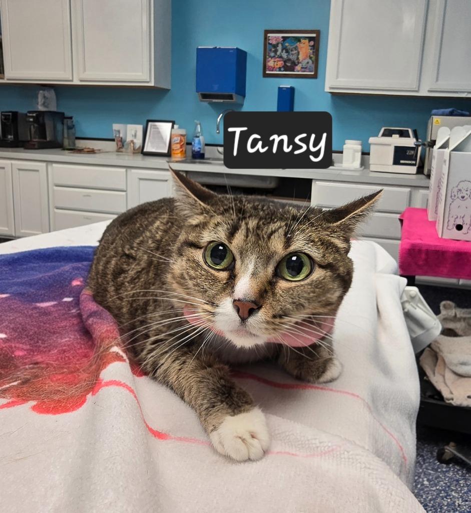 Tansy, Adoptable, Adult Female Domestic Short Hair.