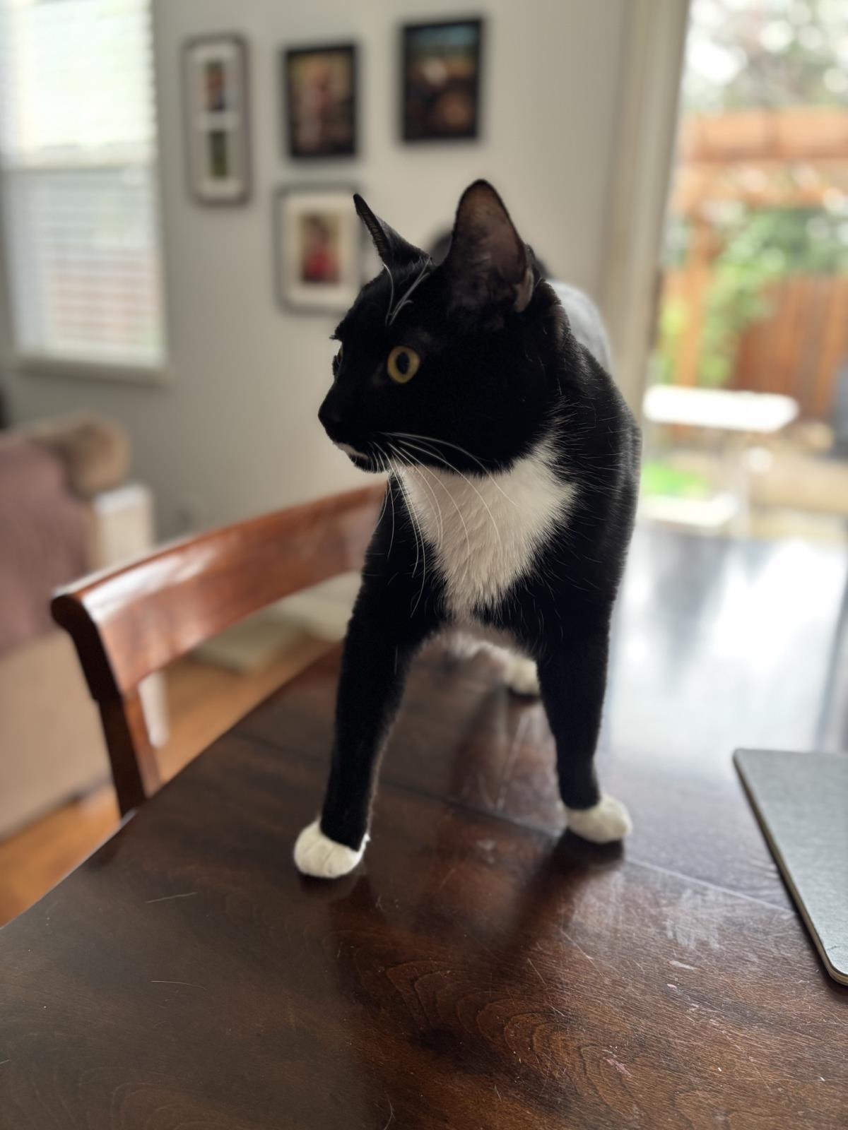 Richie, Adoptable, Young Male Domestic Short Hair.
