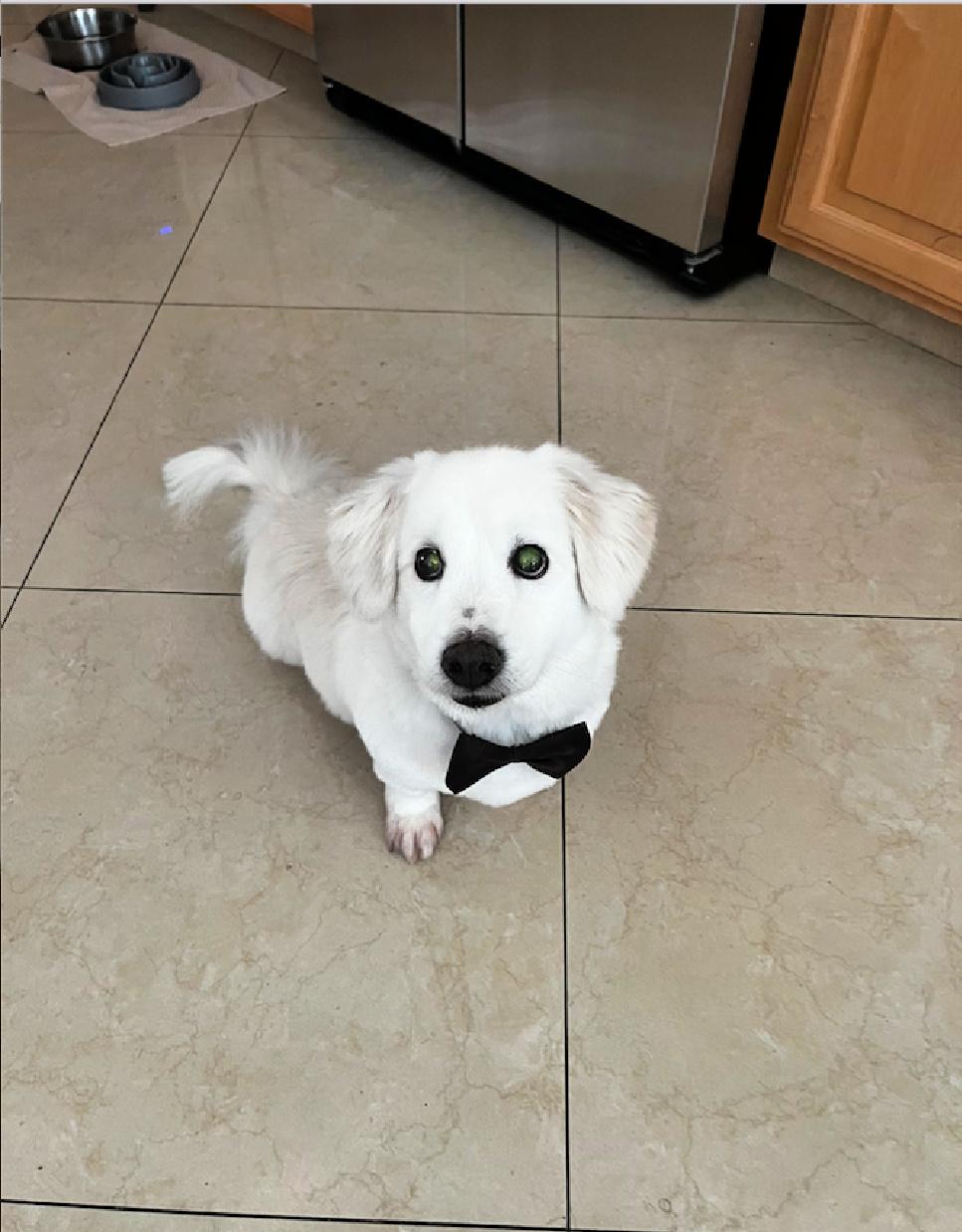 Hamilton is a sweet senior!, a Adoptable mixed breed in Redondo Beach, CA image 1/6