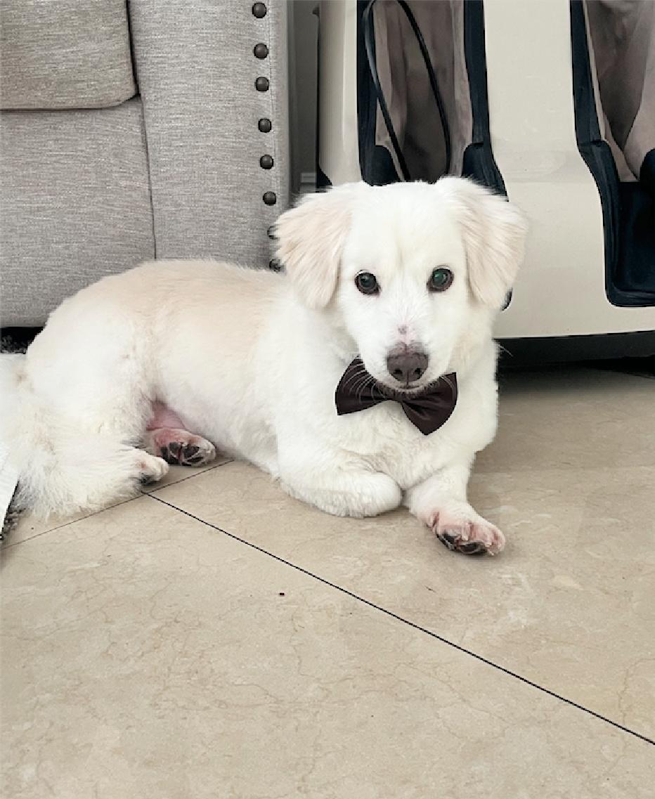 Hamilton is a sweet senior!, a Adoptable mixed breed in Redondo Beach, CA image 2/6