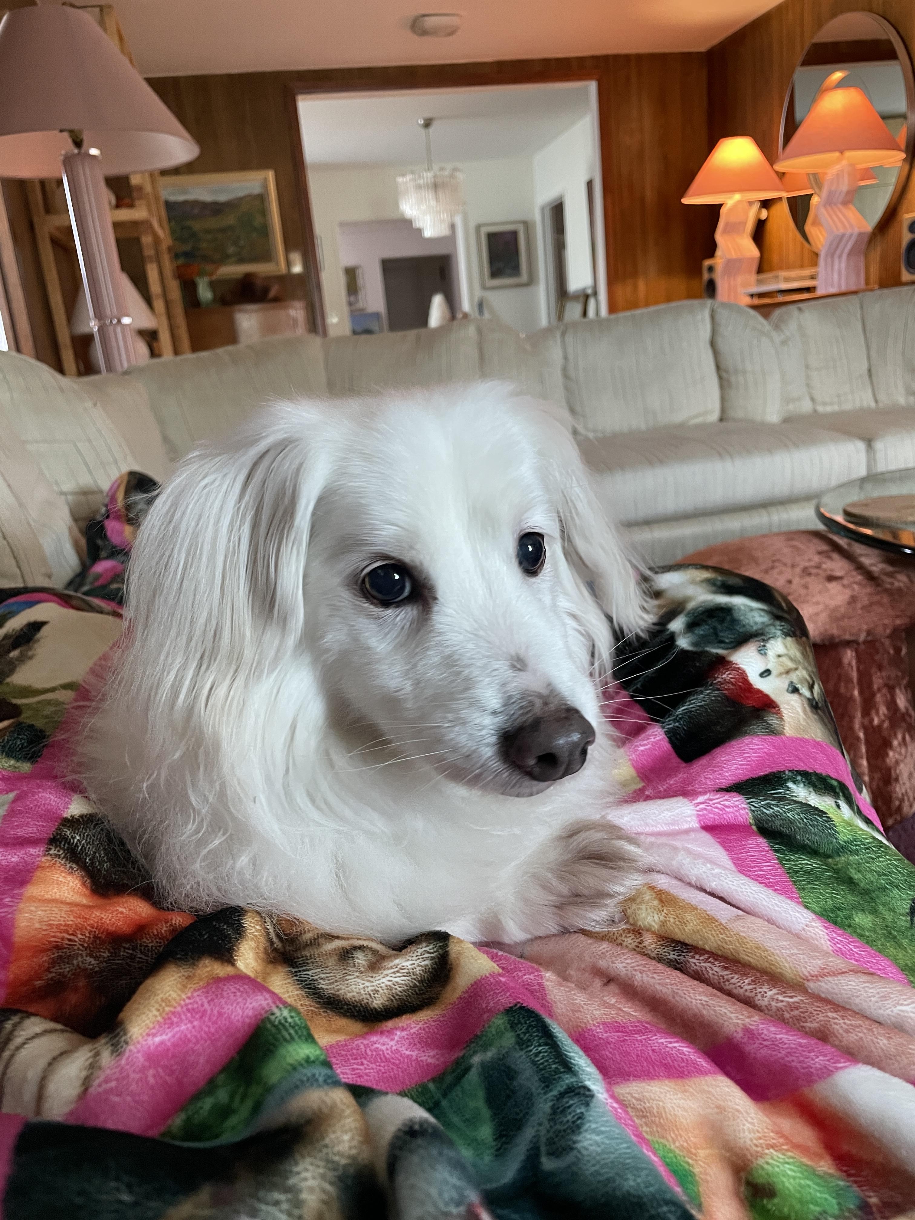 Hamilton is a sweet senior!, a Adoptable mixed breed in Redondo Beach, CA image 3/6