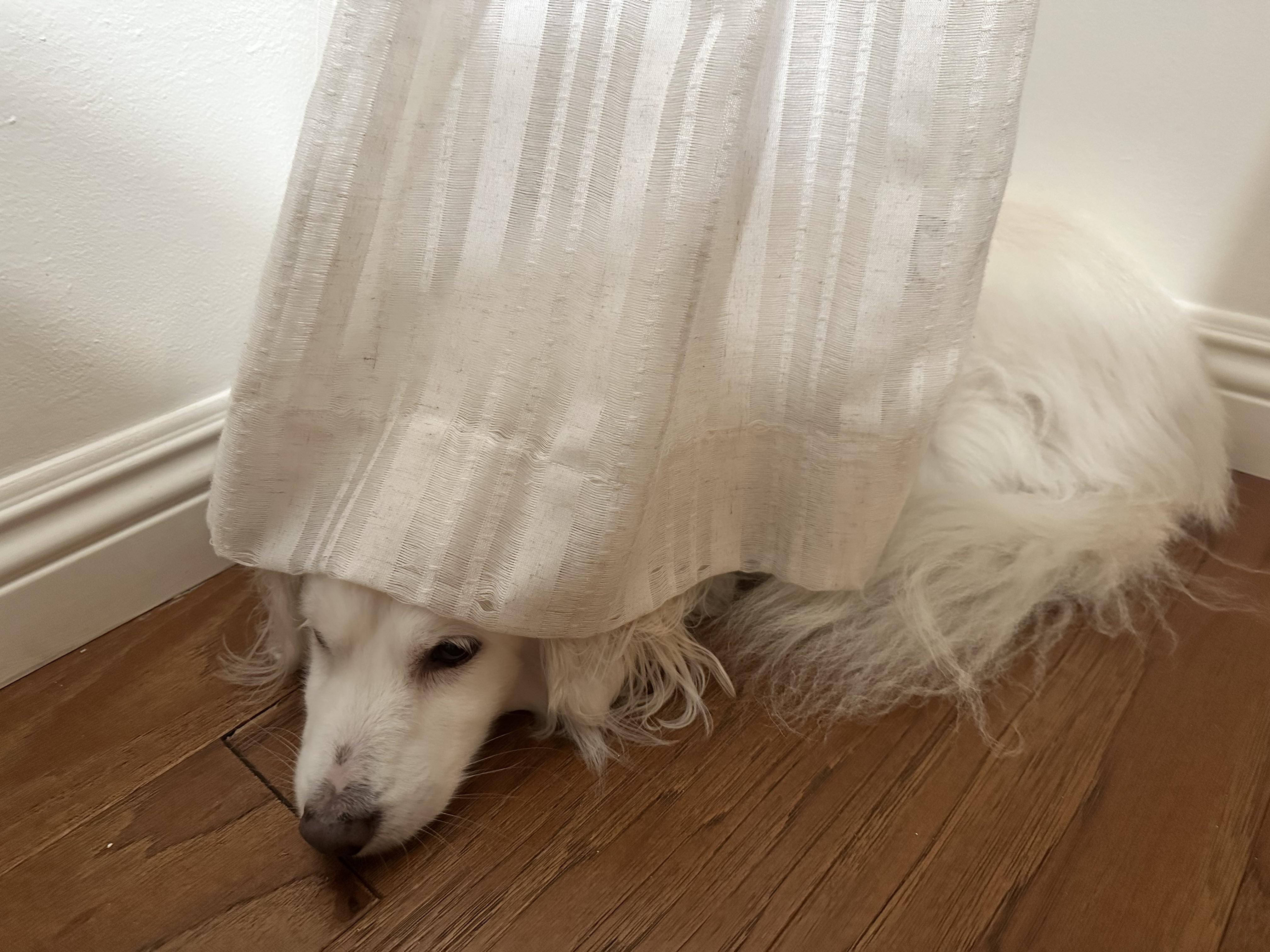 Hamilton is a sweet senior!, Adoptable, Senior Male Spaniel & Corgi.