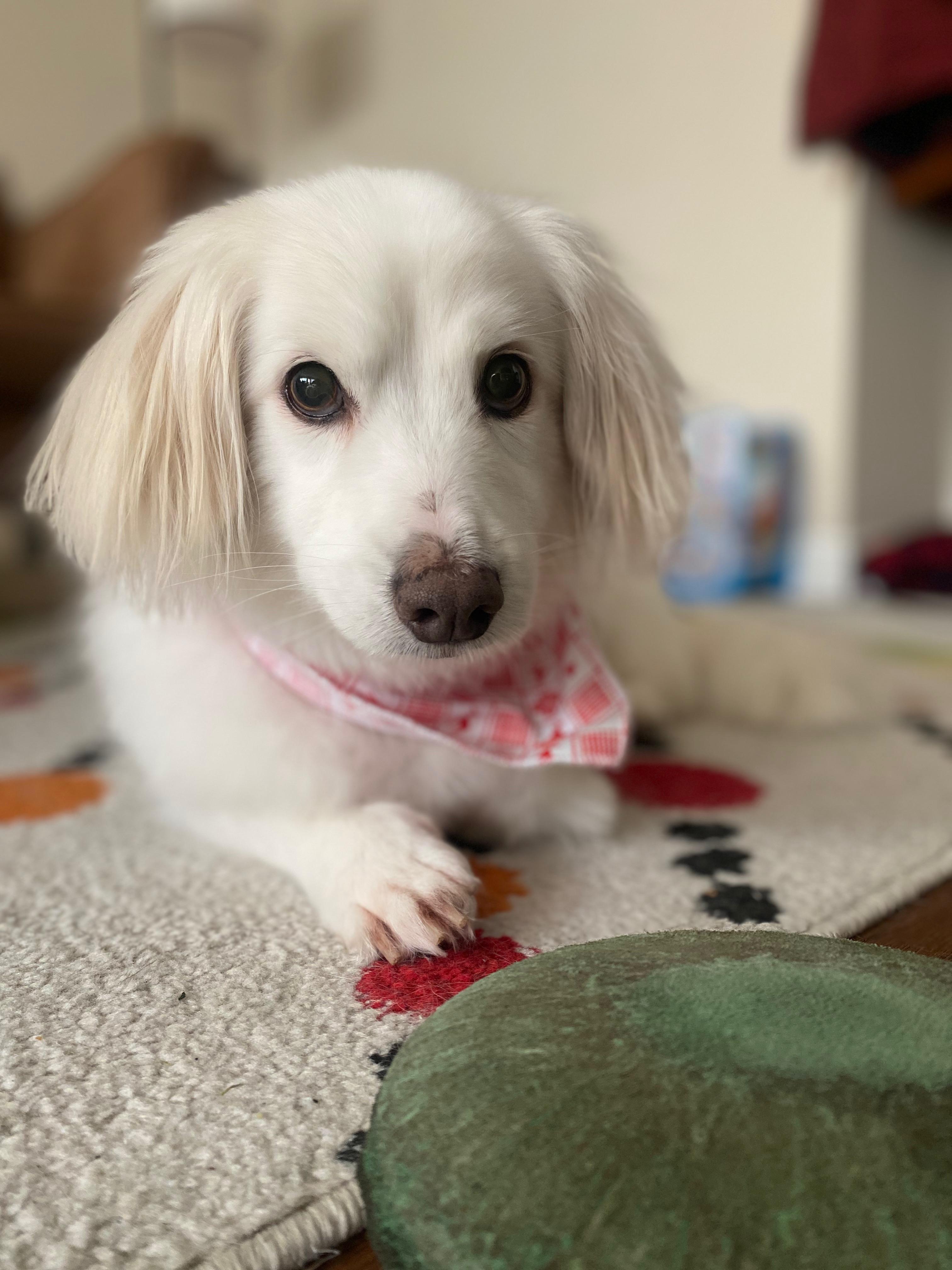 Hamilton is a sweet senior!, a Adoptable mixed breed in Redondo Beach, CA image 5/6