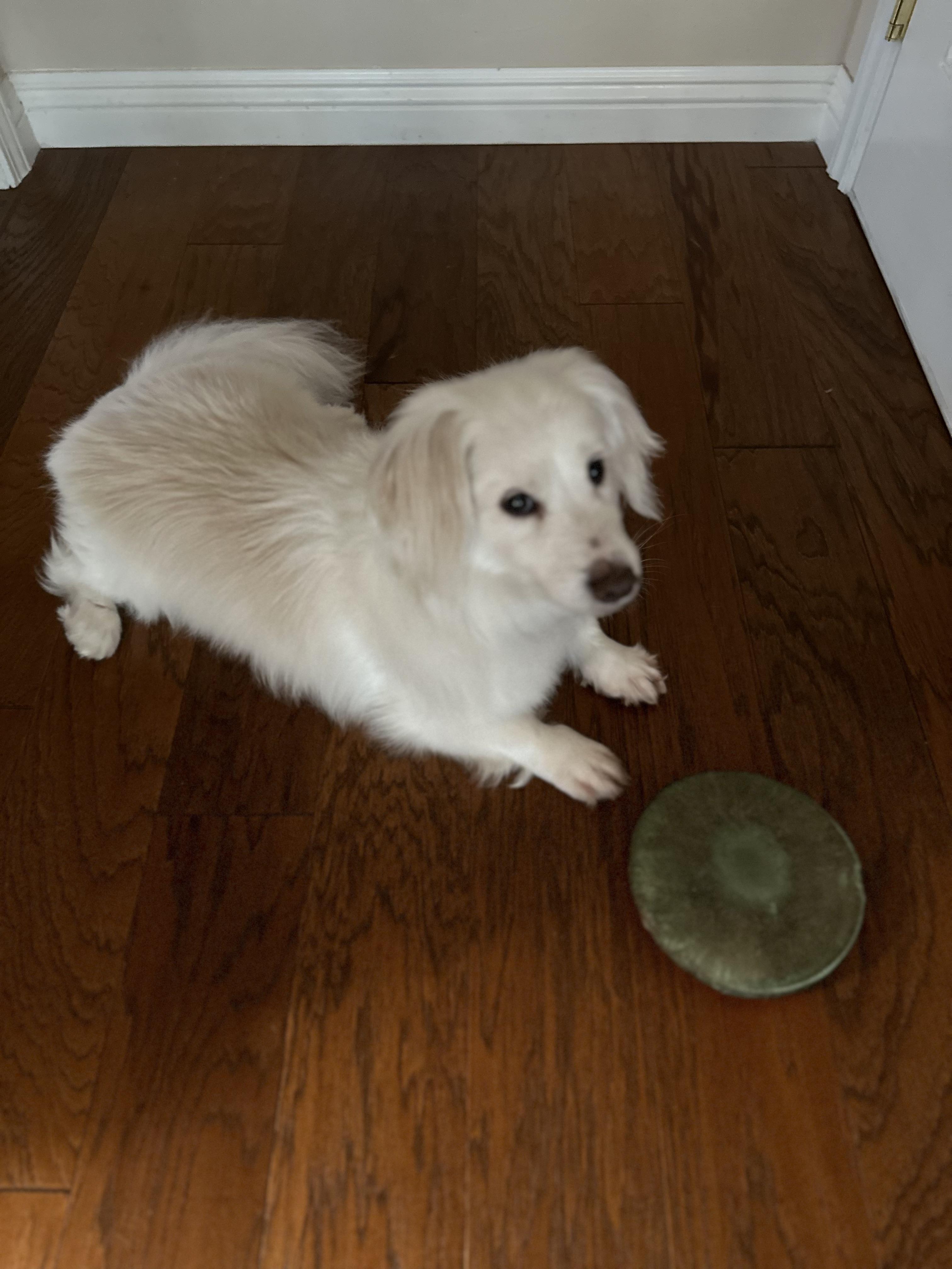 Hamilton is a sweet senior!, a Adoptable mixed breed in Redondo Beach, CA image 6/6