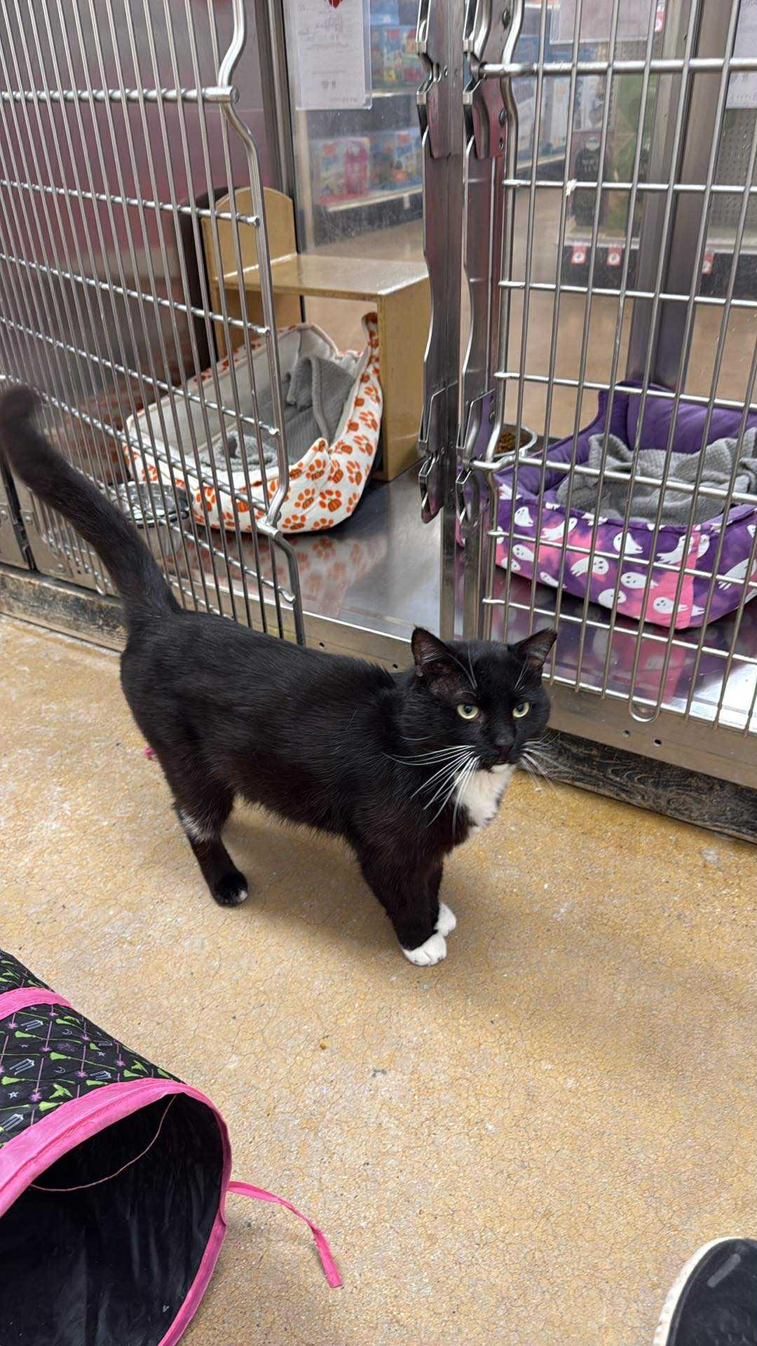 Max, Adoptable, Adult Male Domestic Short Hair.
