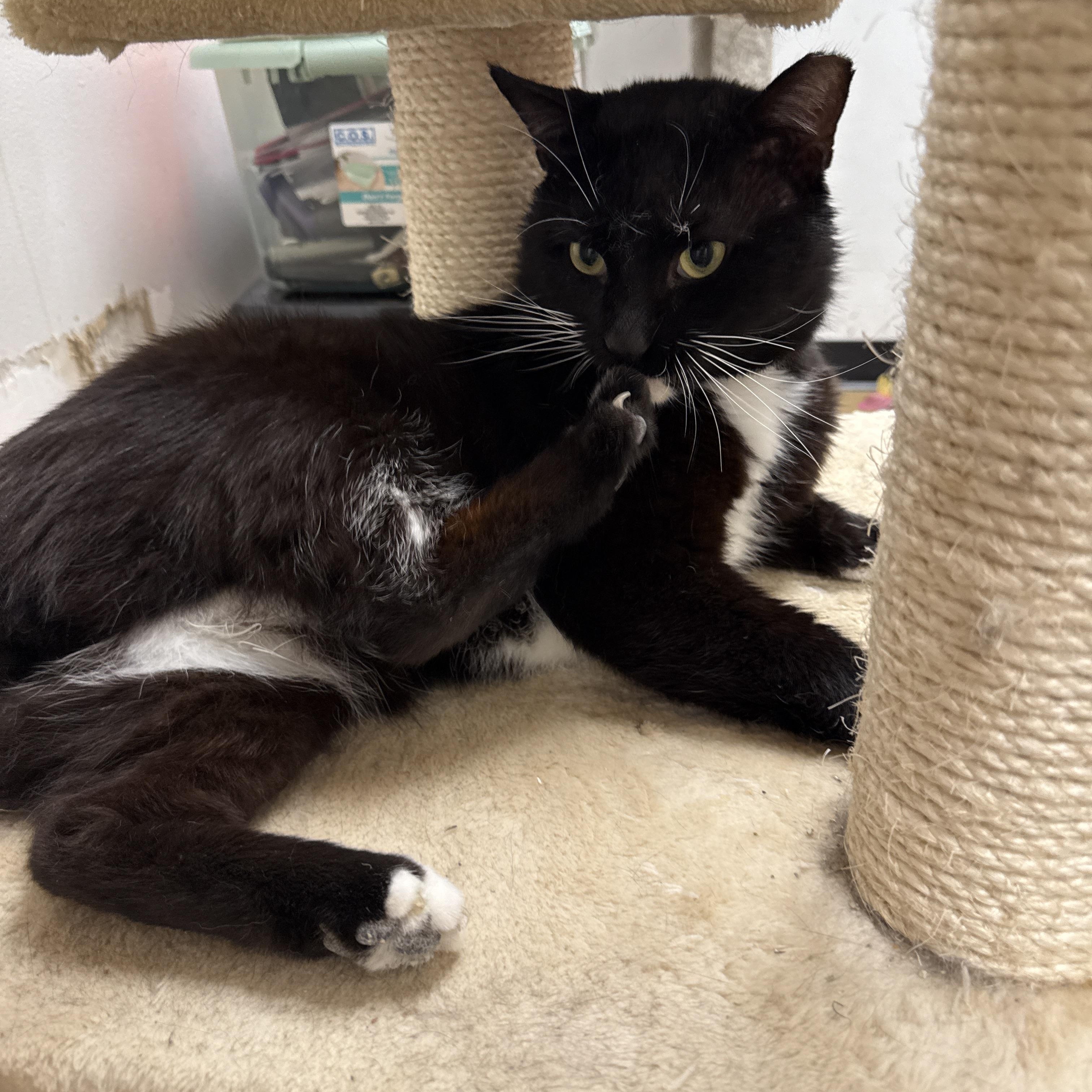 Max, a Adoptable Domestic Short Hair in Charlotte, NC image 3/4