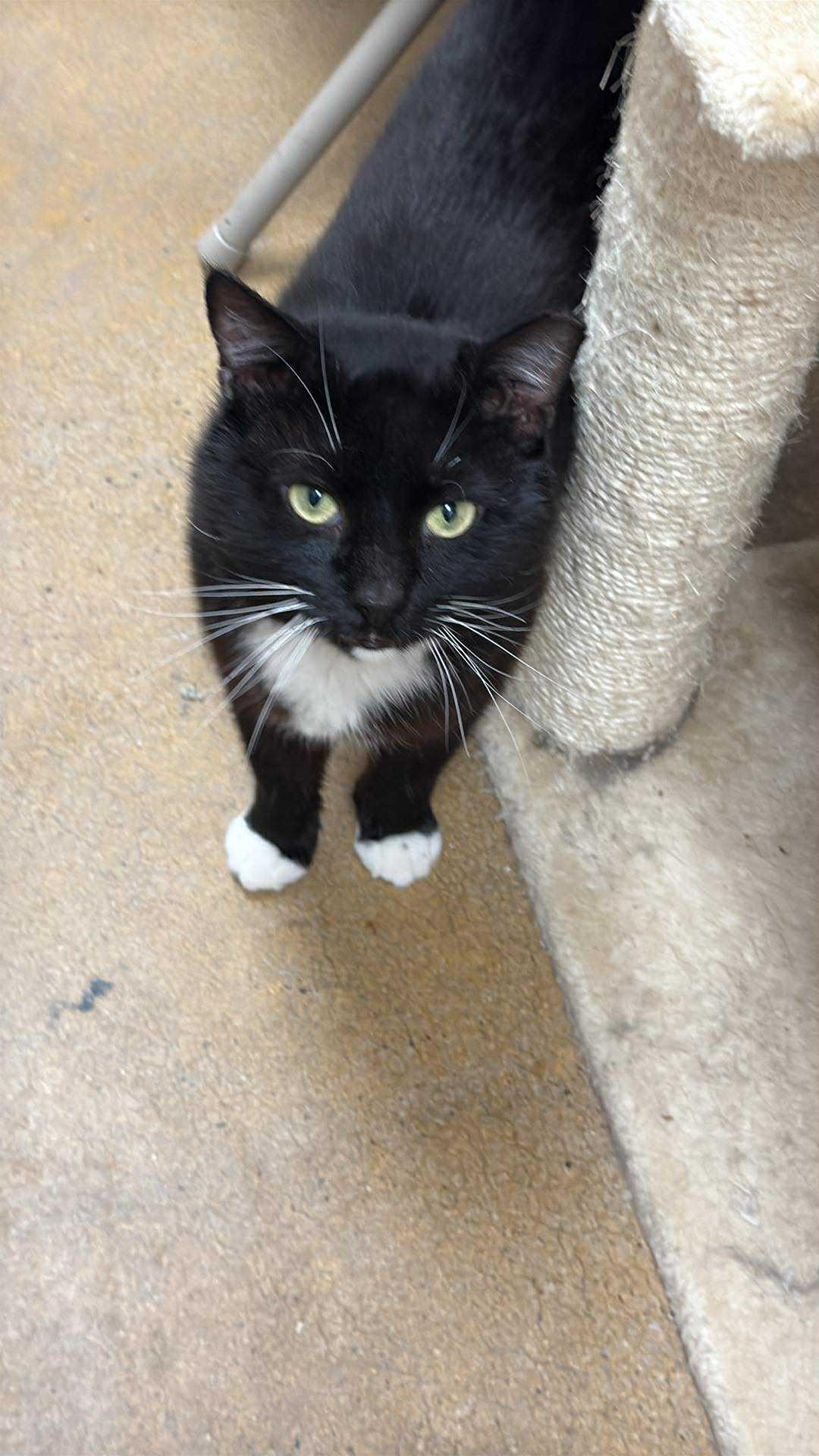 Max, a Adoptable Domestic Short Hair in Charlotte, NC image 4/4