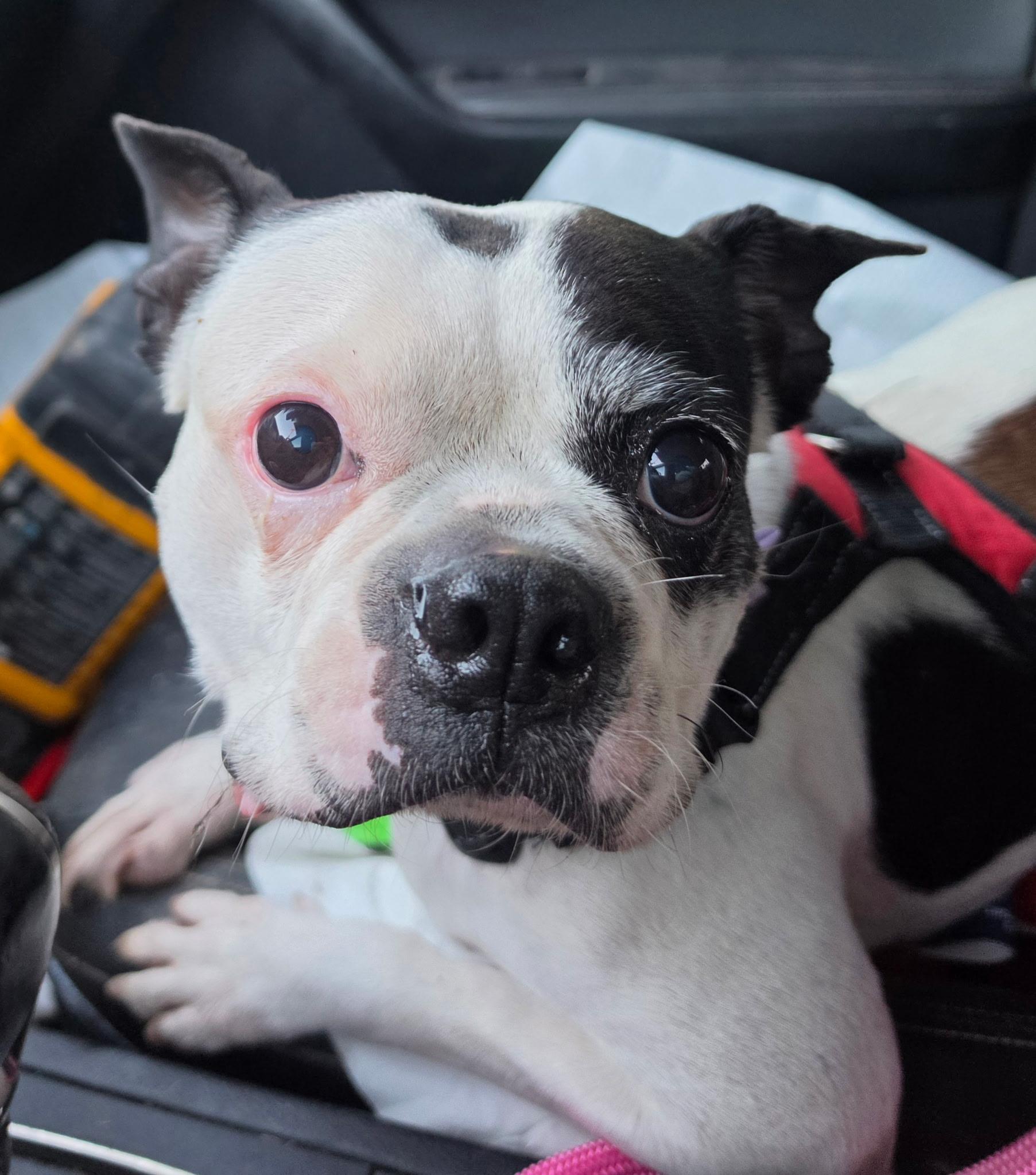 Enlarge Penny, a Adoptable mixed breed in Austin, TX image 4/6