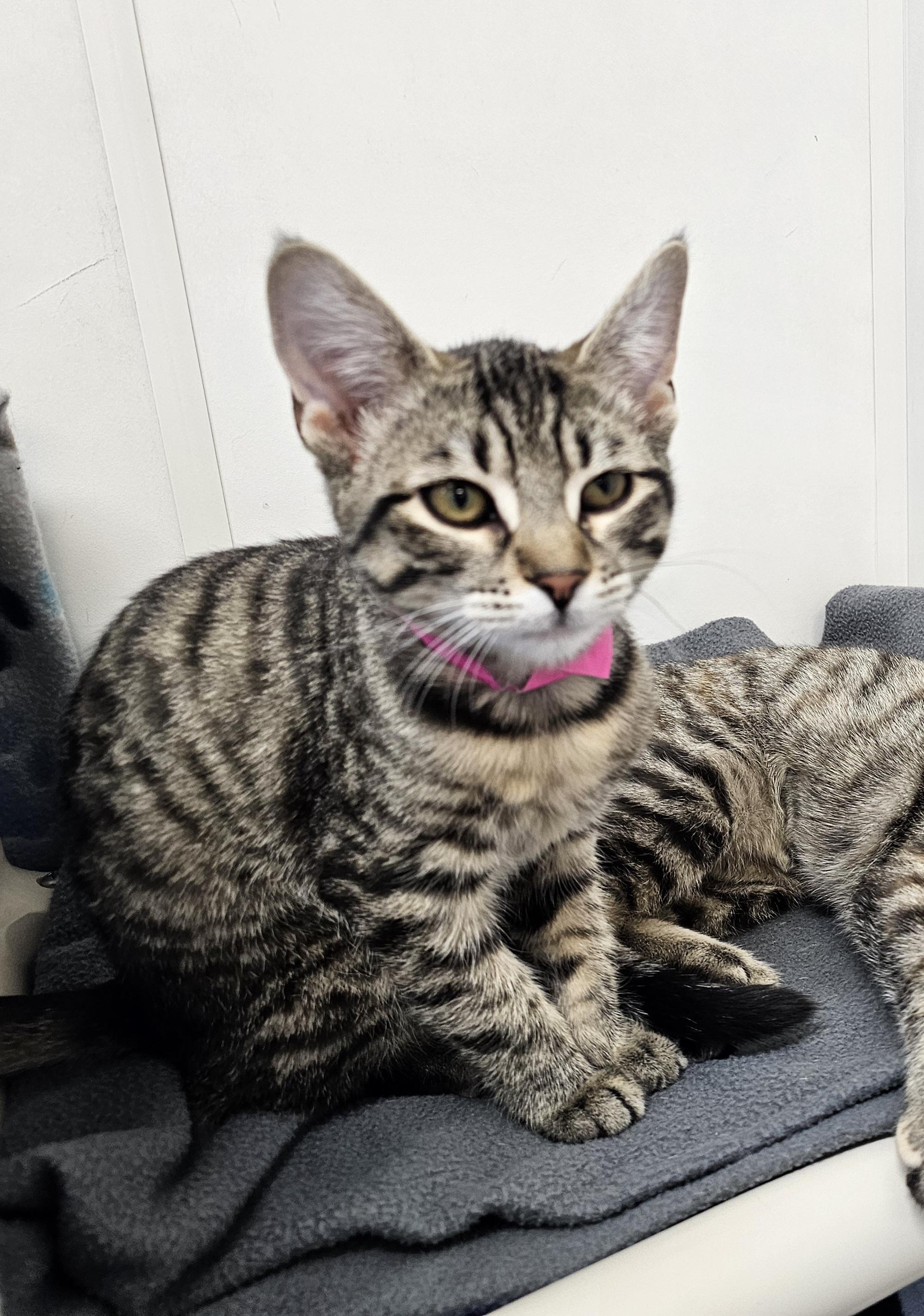 Daphne, ADOPTABLE, Young Female Domestic Short Hair.