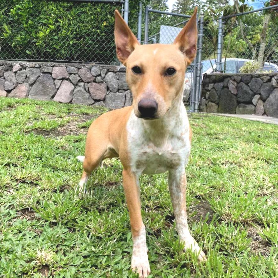 Enlarge Vera Fang, a Adoptable Mixed Breed in Keaau, HI image 2/4