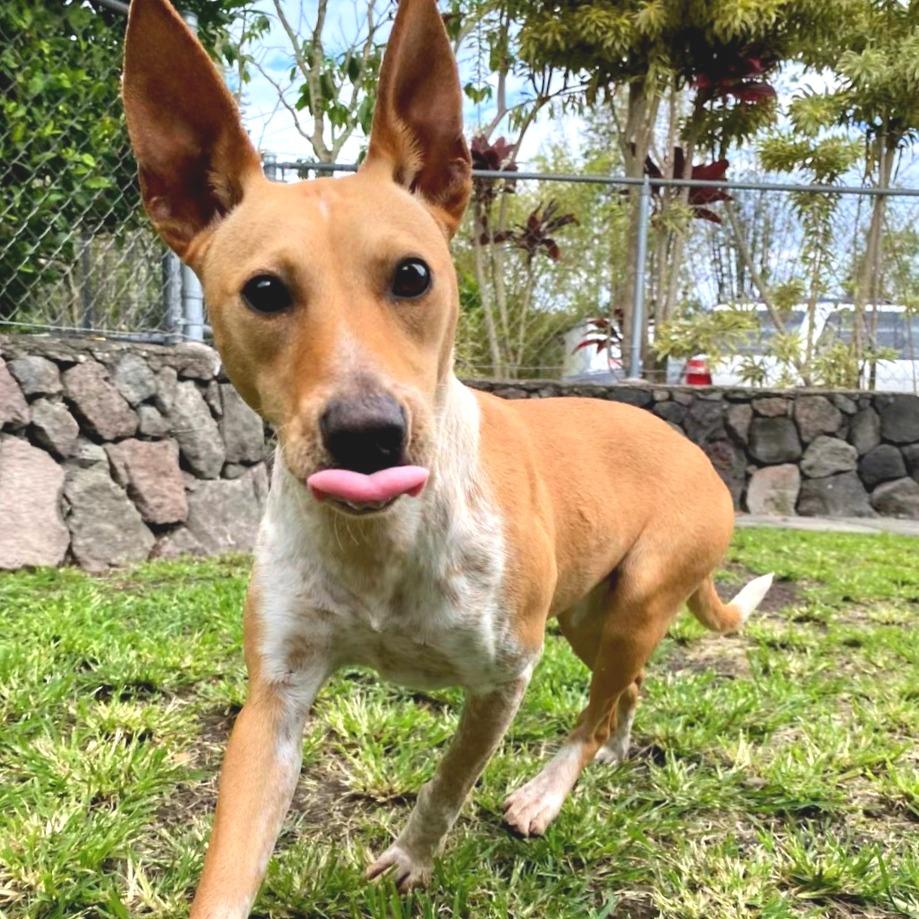 Enlarge Vera Fang, a Adoptable Mixed Breed in Keaau, HI image 3/4