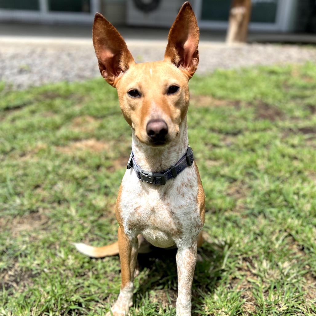 Enlarge Vera Fang, a Adoptable Mixed Breed in Keaau, HI image 4/6