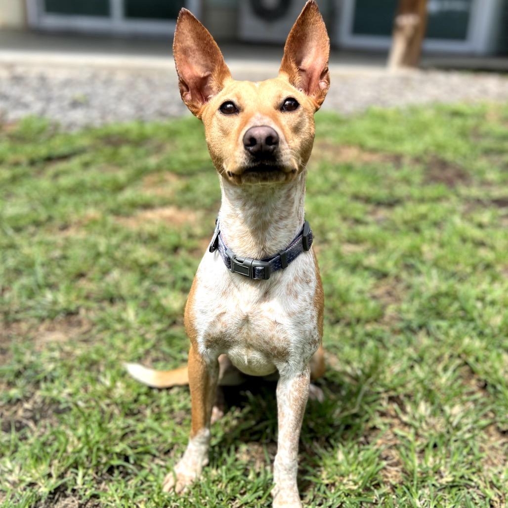 Enlarge Vera Fang, a Adoptable Mixed Breed in Keaau, HI image 5/6