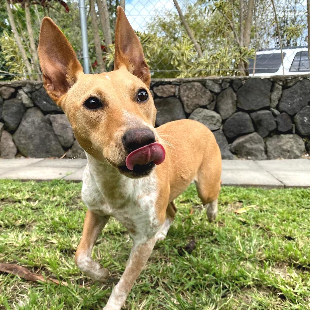 Enlarge Vera Fang, a Adoptable Mixed Breed in Keaau, HI image 4/4