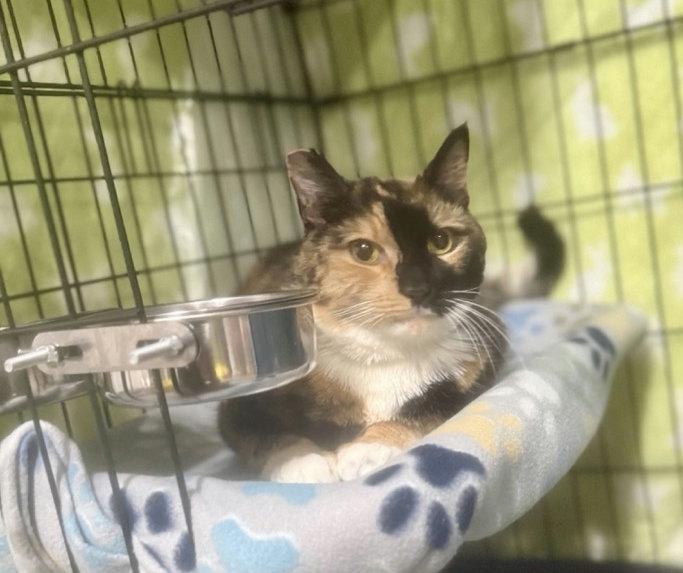 Olive, an adoptable Domestic Short Hair in Las Vegas, NV image 1/2