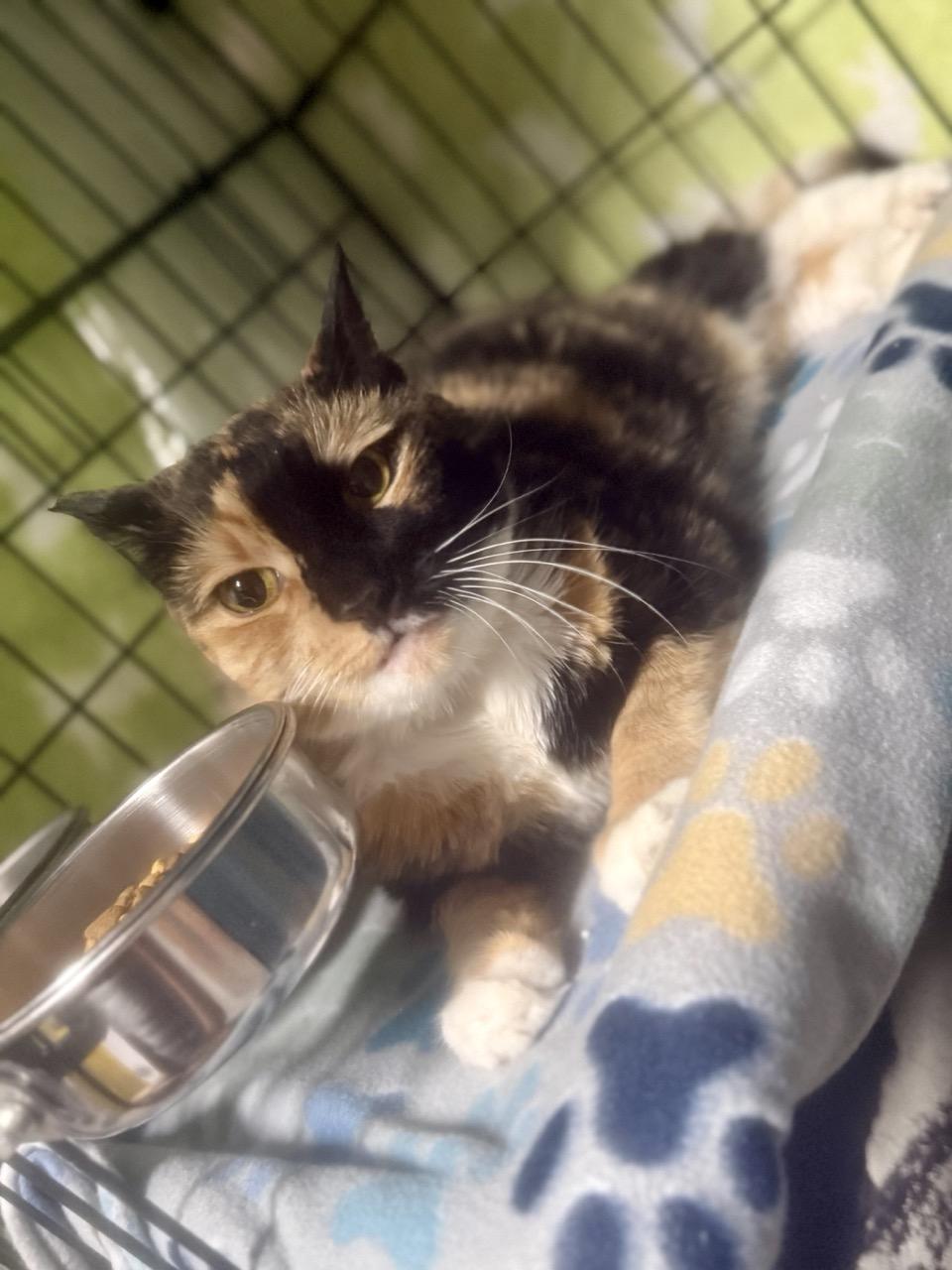 Olive, an adoptable Domestic Short Hair in Las Vegas, NV image 2/2