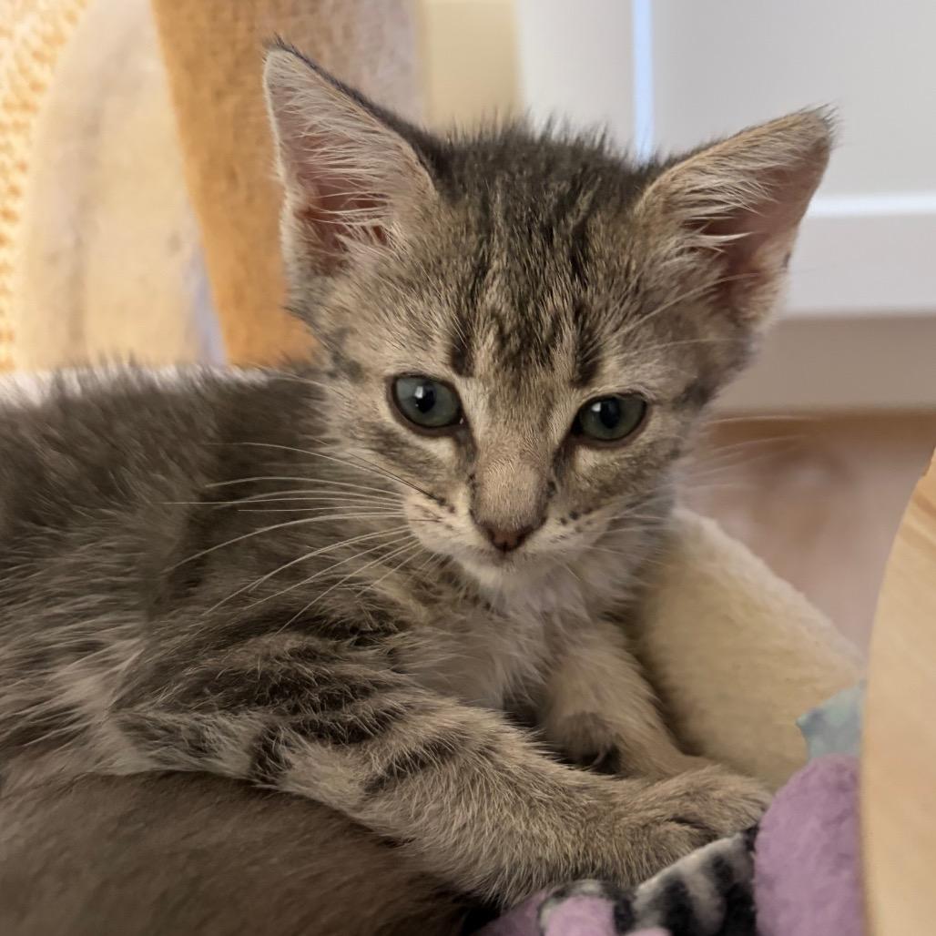 Gisele, Adoptable, Kitten Female Domestic Short Hair.