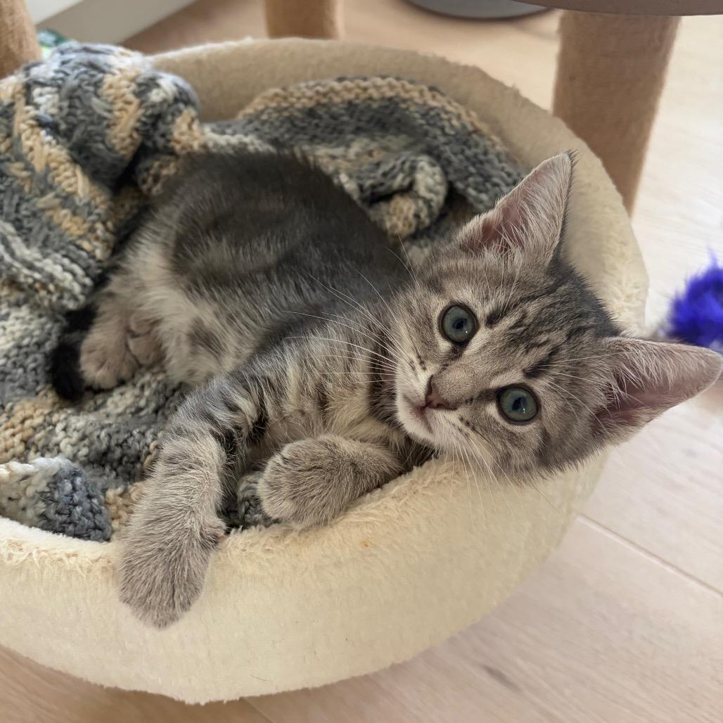 Gisele, a Adoptable Domestic Short Hair in Escondido, CA image 2/6