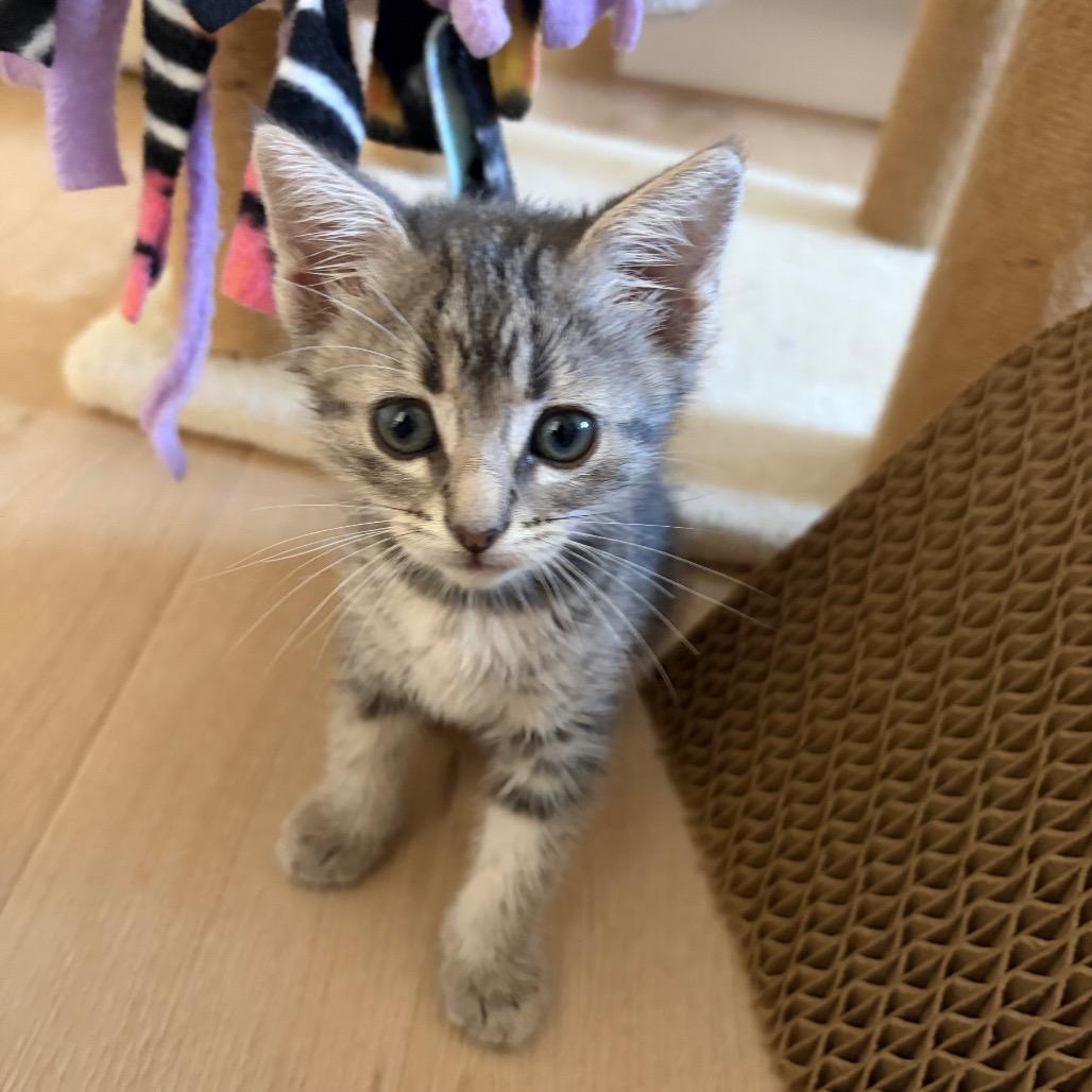 Gisele, a Adoptable Domestic Short Hair in Escondido, CA image 3/6