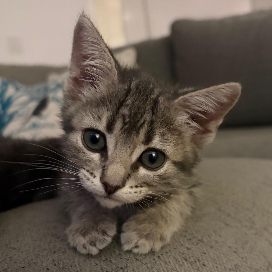 Gisele, a Adoptable Domestic Short Hair in Escondido, CA image 5/6