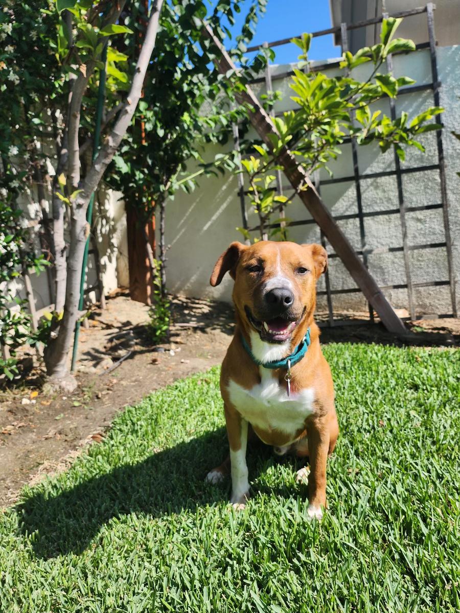 Enlarge Gus, a Adoptable mixed breed in Henderson, NV image 5/5