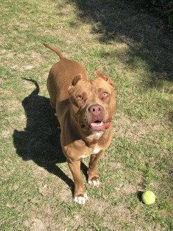 Enlarge DA 17 Ginger, a Adoptable Pit Bull Terrier in Glen Allen, VA image 1/3