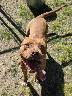 Enlarge DA 17 Ginger, a Adoptable Pit Bull Terrier in Glen Allen, VA image 2/3