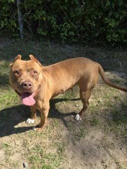 Enlarge DA 17 Ginger, a Adoptable Pit Bull Terrier in Glen Allen, VA image 3/3