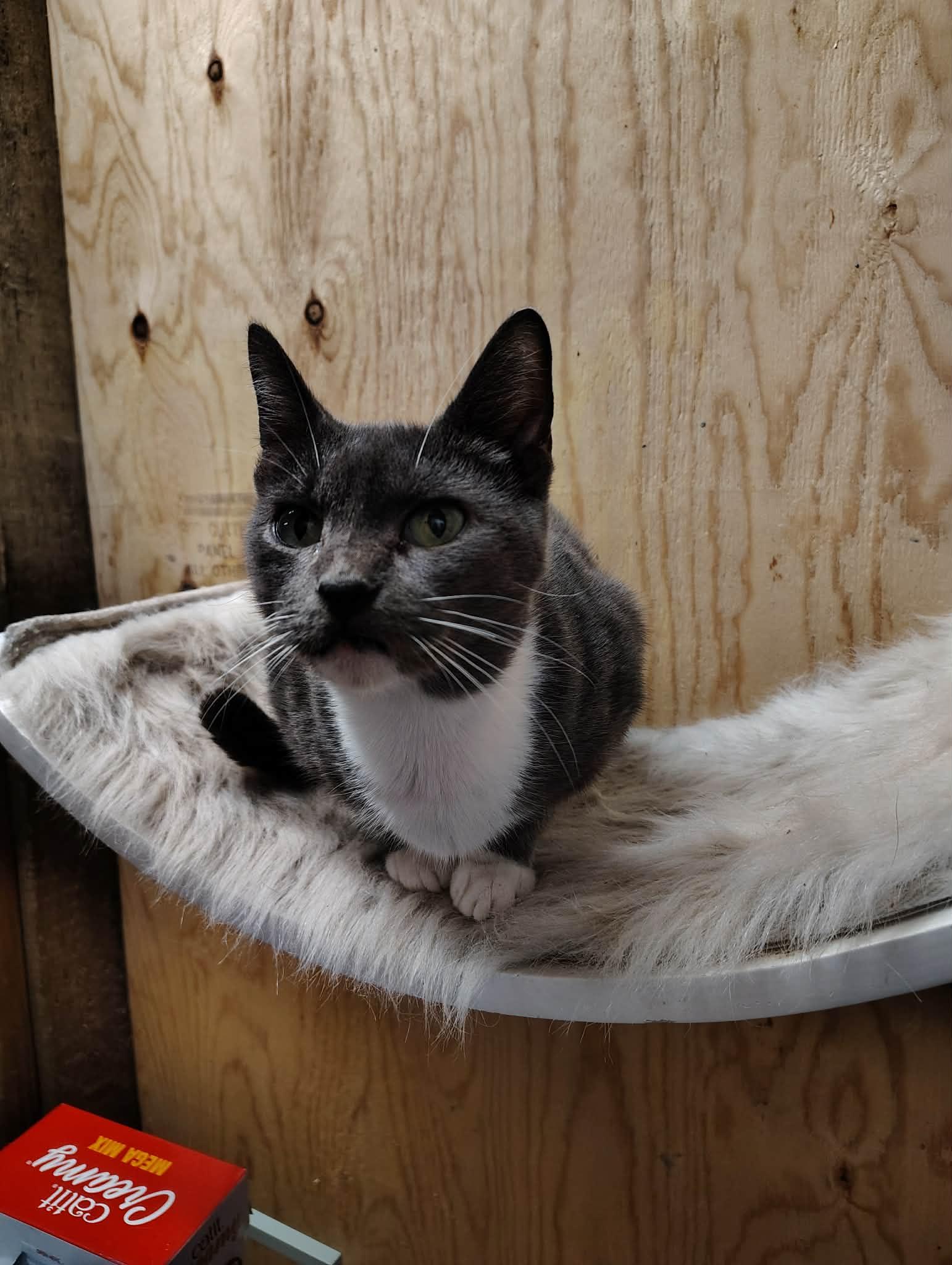 Enlarge Hazel, a Adoptable mixed breed in Oakville, WA image 2/3