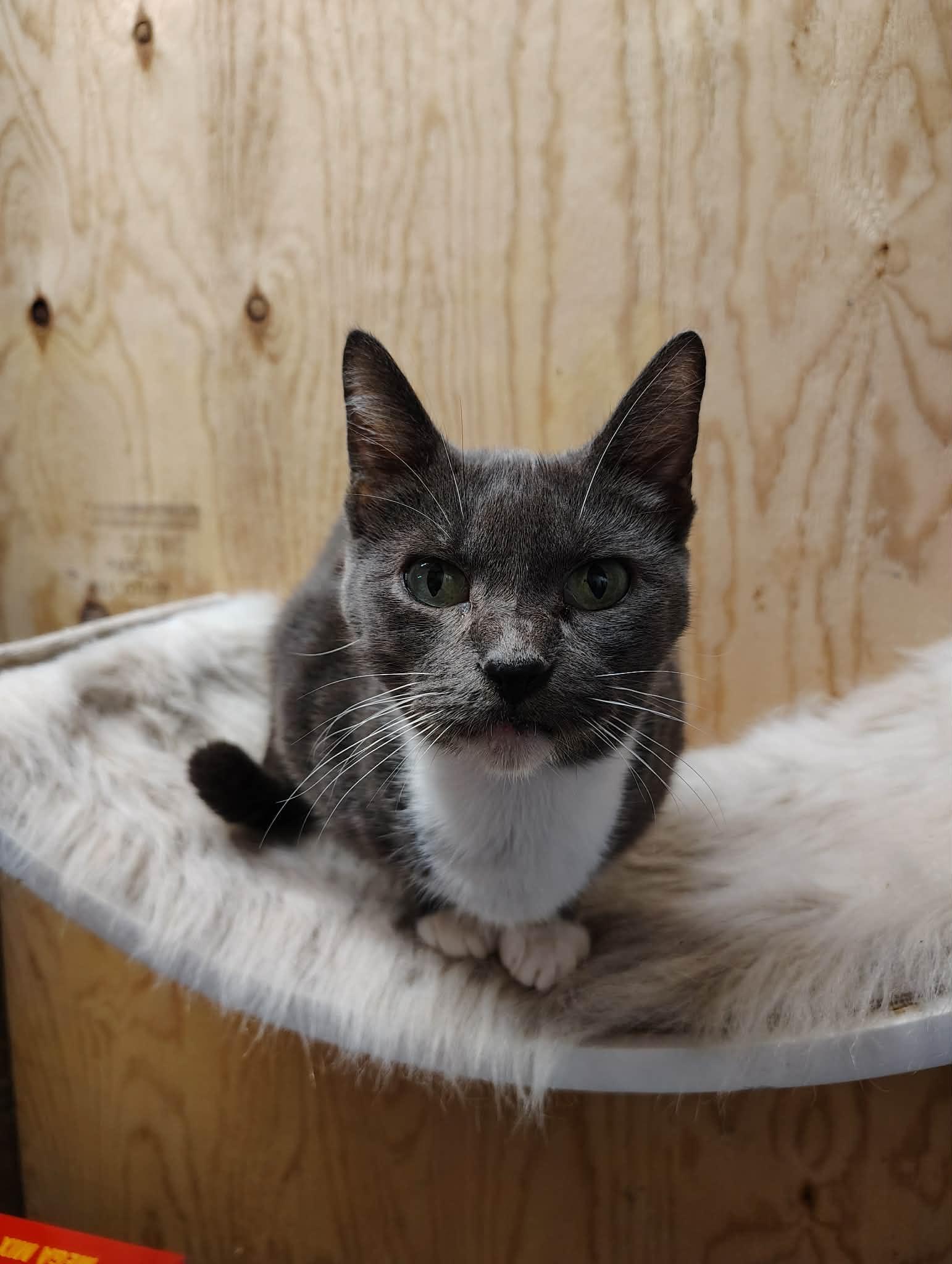 Enlarge Hazel, a Adoptable mixed breed in Oakville, WA image 3/3