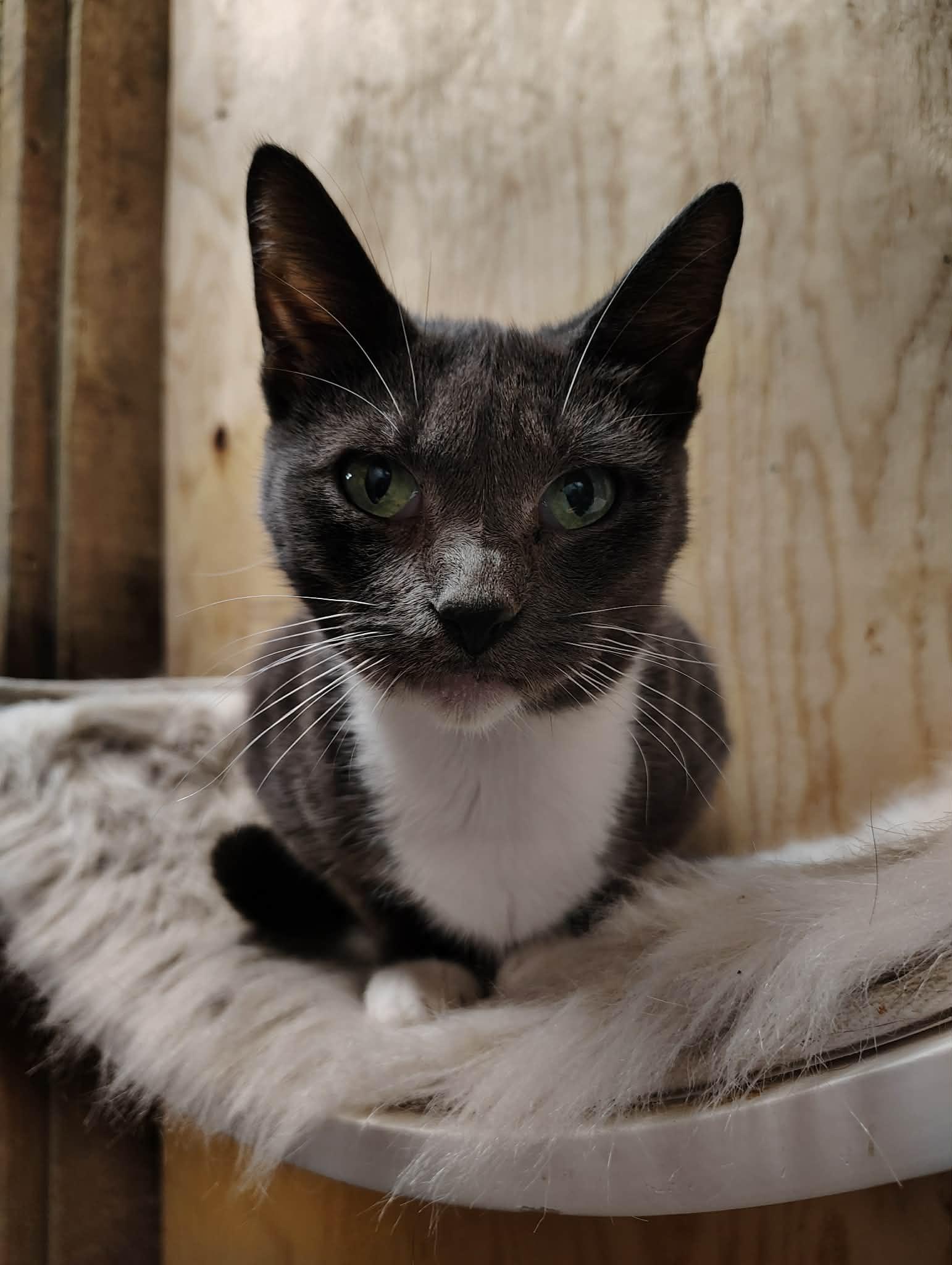 Hazel, Adoptable, Young Female Domestic Short Hair.