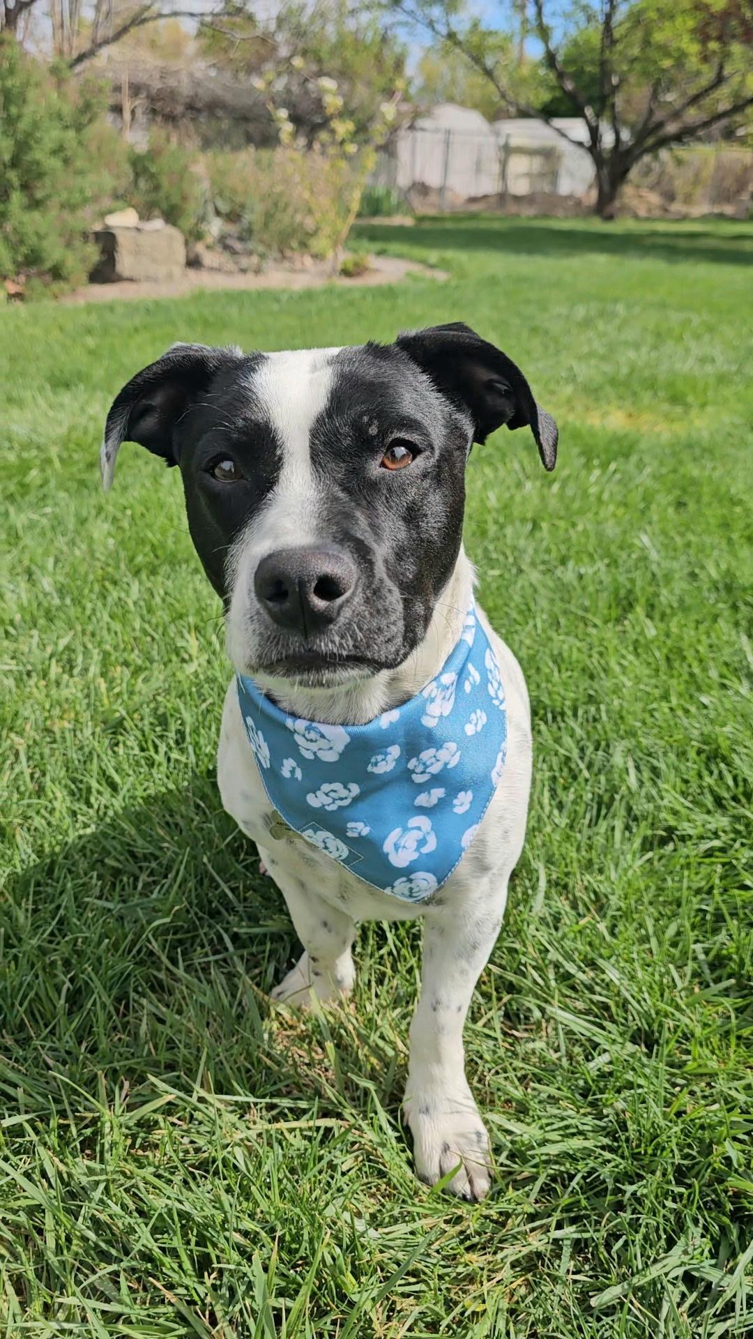 Enlarge Mr Wilson (Brody), a Adoptable mixed breed in Twin Falls, ID image 1/5